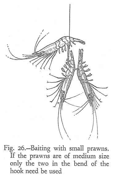 baiting with three small prawns