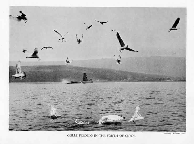 image of gulls feeding on the sea surface