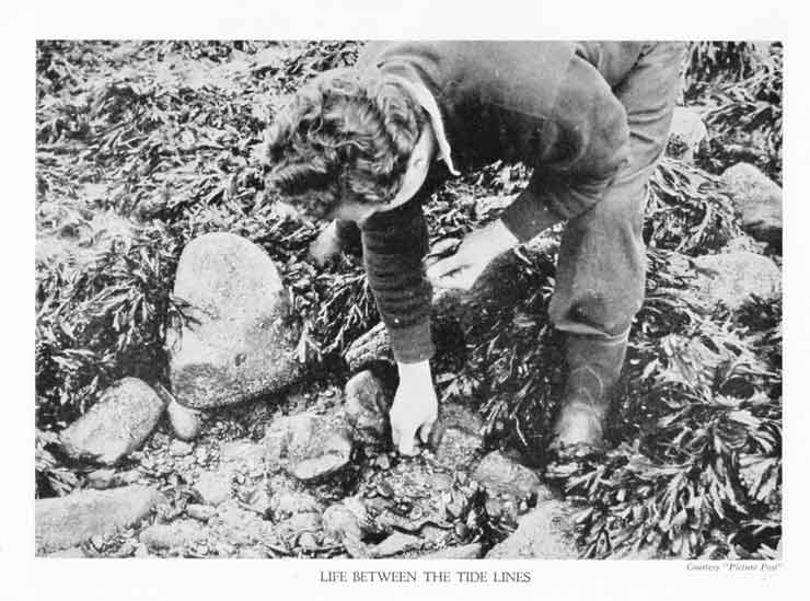 image of man searching for bait amongst seaweed and under rocks