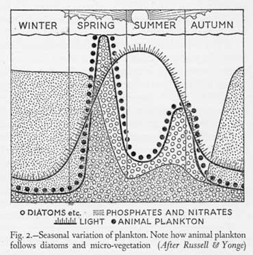 graph of plankton levels in winter, spring, summer and autumn