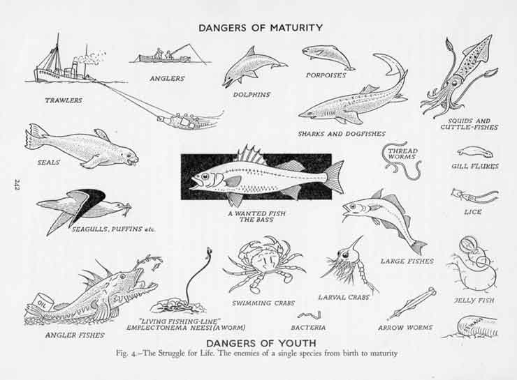 image of the dangers faced by growing bass from anglers to sharks and squid