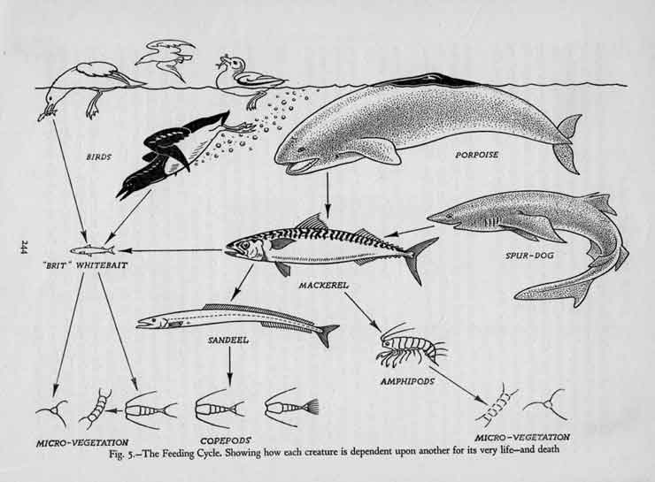 graphic illurstrating the food chain of fish feeding on smaller fish
