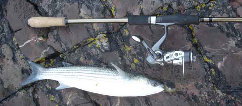 mullet hooked on a small black minnow lure